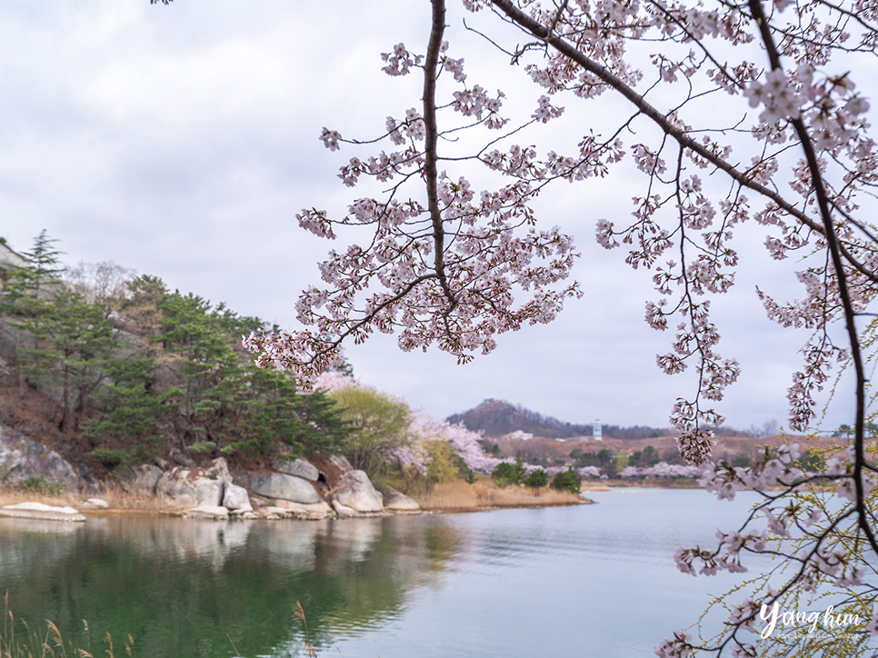 당일치기 속초 여행 코스 후기 속초 관광지 영랑호 벚꽃 축제 外