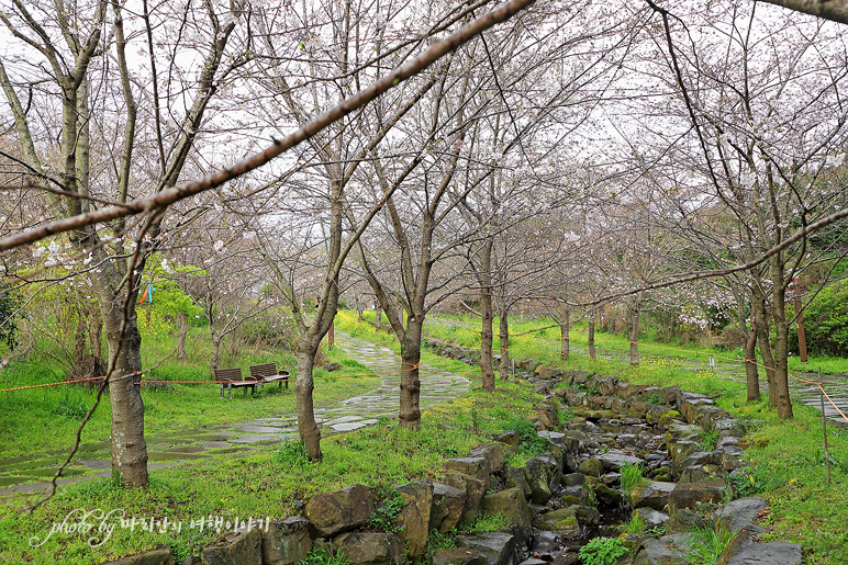 제주 서귀포 관광지 예래생태공원 서귀포 벚꽃 명소