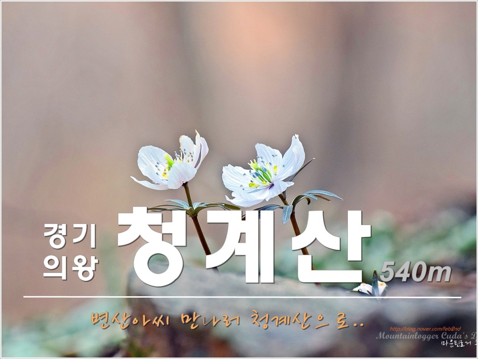 청계산 봄 꽃맞이 산행 (ft. 바람꽃 / 노루귀)