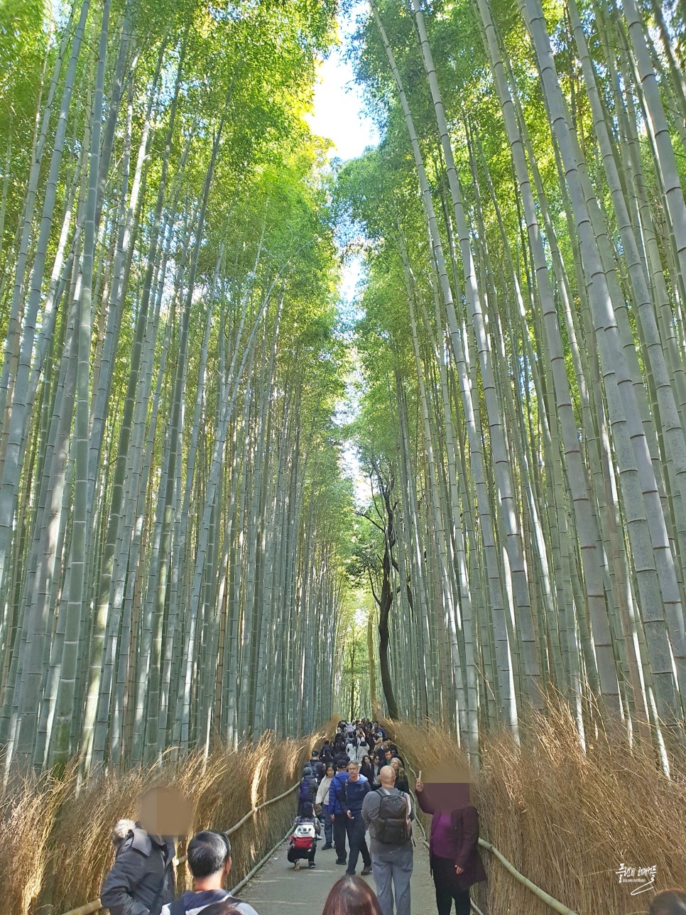 일본 교토 여행 가볼만한곳 교토 아라시야마 대나무숲 치쿠린