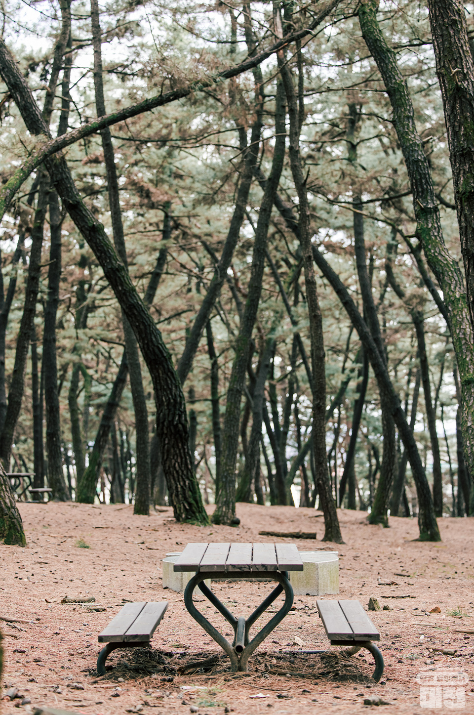 대전에 숨겨진 넓고 웅장한 소나무 숲, 솔밭공원