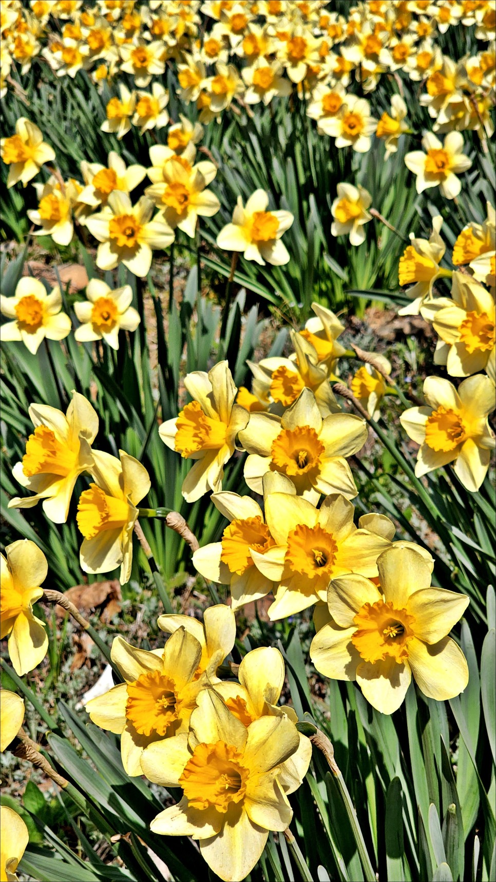 3월 꽃구경 서산 가볼만한곳 유기방가옥 서산 수선화 축제 3월 22일 부터 봄꽃구경!