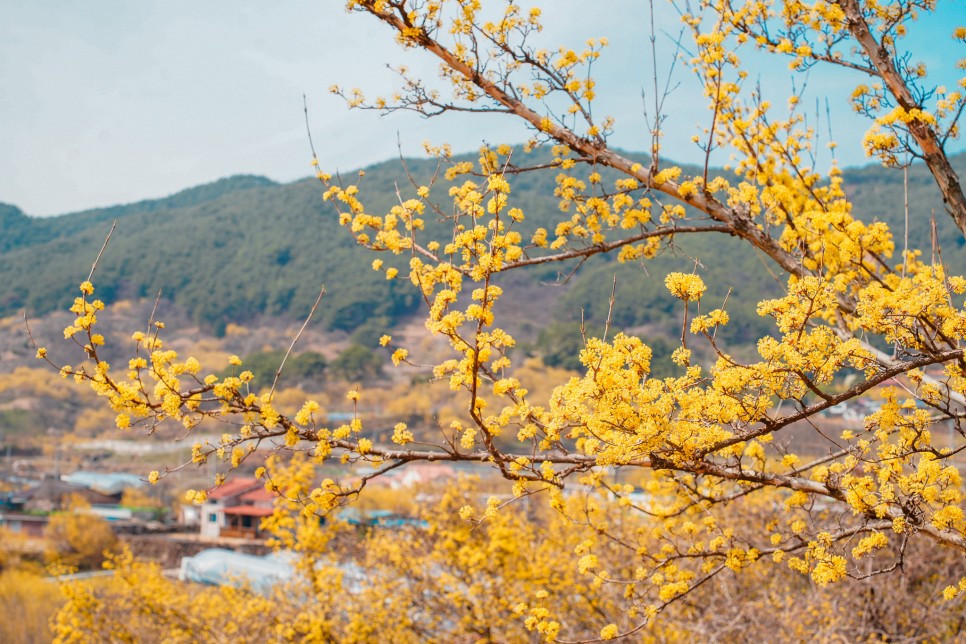 전남 구례 산수유마을 반곡마을 2024 산수유축제는 끝났지만, 꽃구경