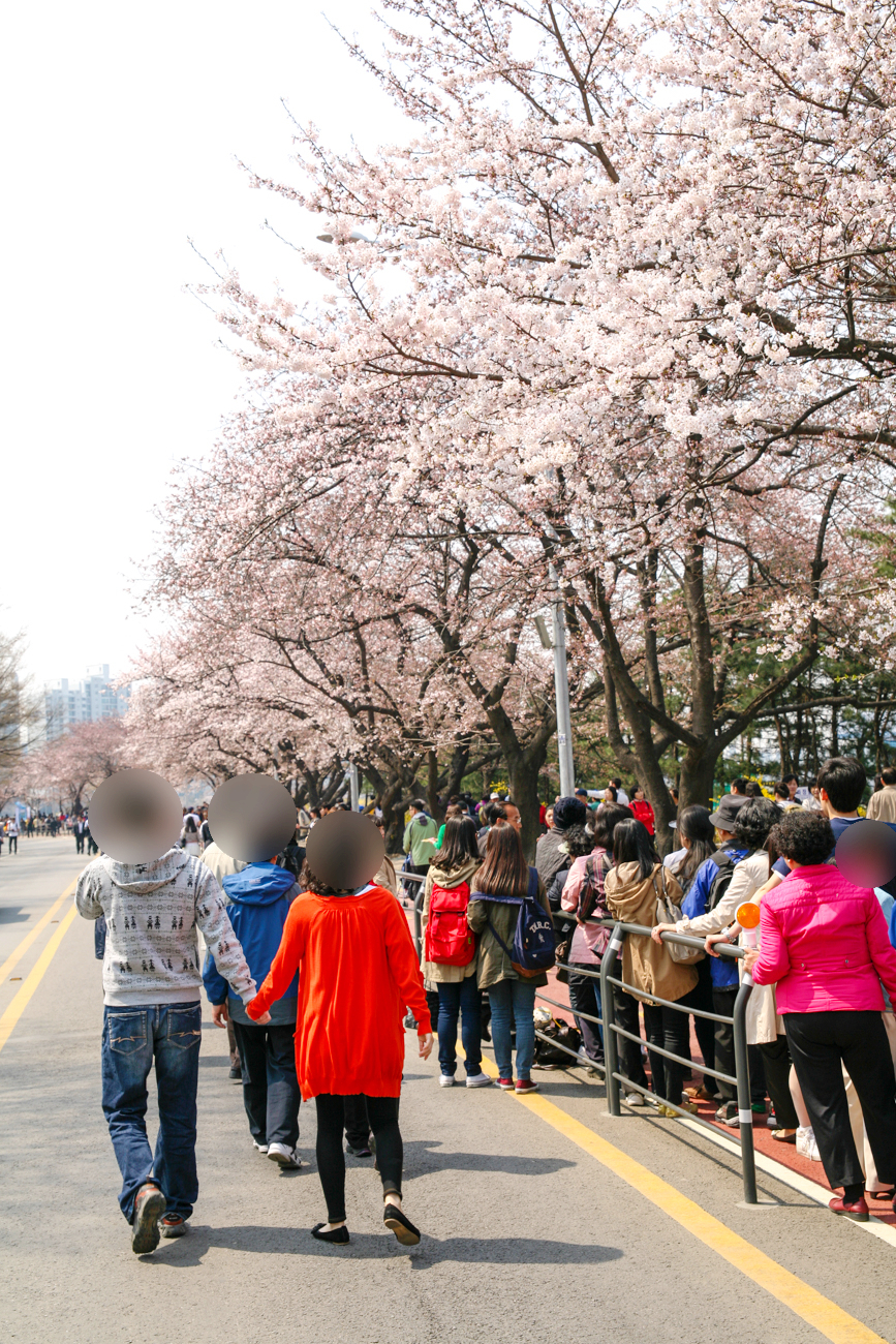 2024 여의도 벚꽃축제 일정 장소 윤중로 벚꽃
