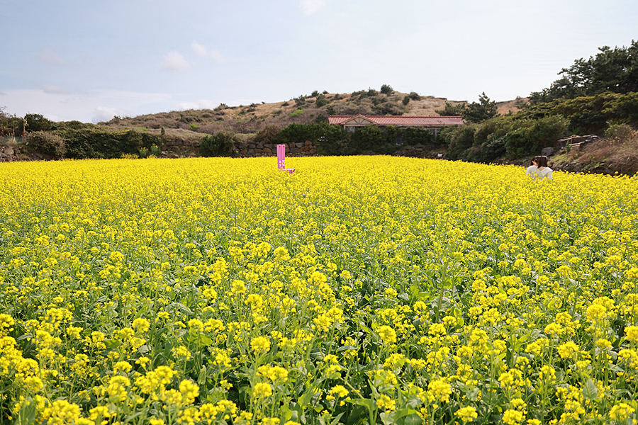 제주도 산방산 유채꽃 주소 유채꽃밭 주차 제주 유채꽃 명소 제주 먹거리