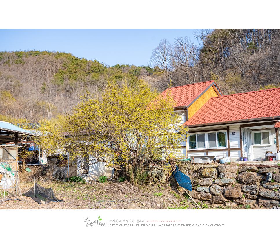 대구 근교 여행 경북 의성 산수유축제 당일치기 여행