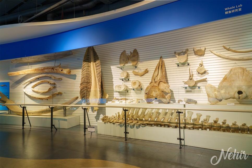 울산 가볼만한곳 장생포 고래문화마을 모노레일 고래박물관
