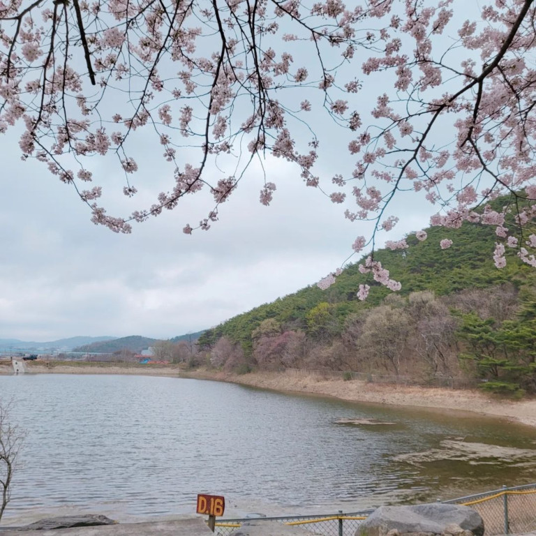1박 2일 벚꽃 캠핑을 즐기는 서울 근교 캠핑장 4곳 추천