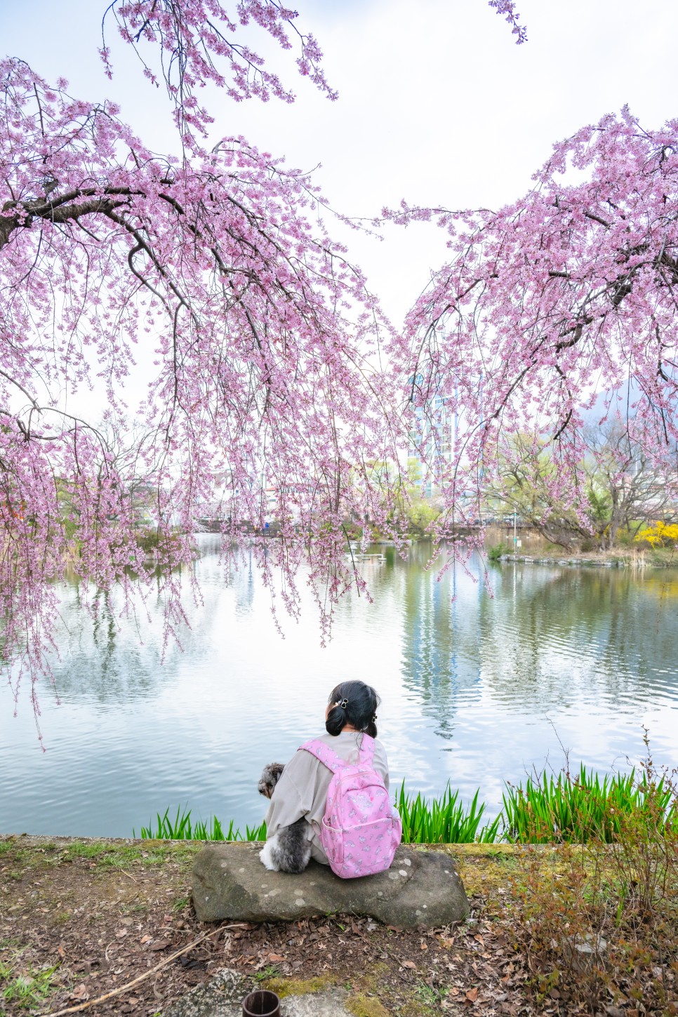 경남 창녕 수양 벚꽃 명소 만년교와 연지못 봄데이트