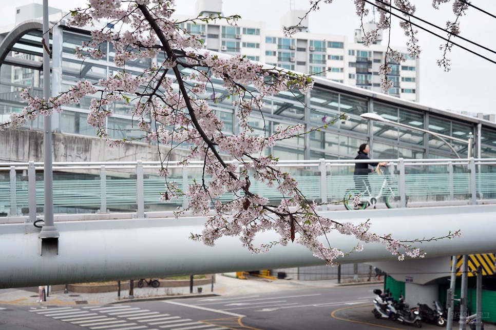 서울 숨은 벚꽃 명소 중랑장미공원 중랑천 하이킹
