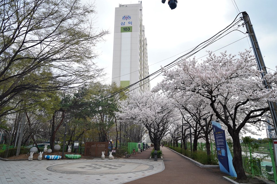 서울 숨은 벚꽃 명소 중랑장미공원 중랑천 하이킹