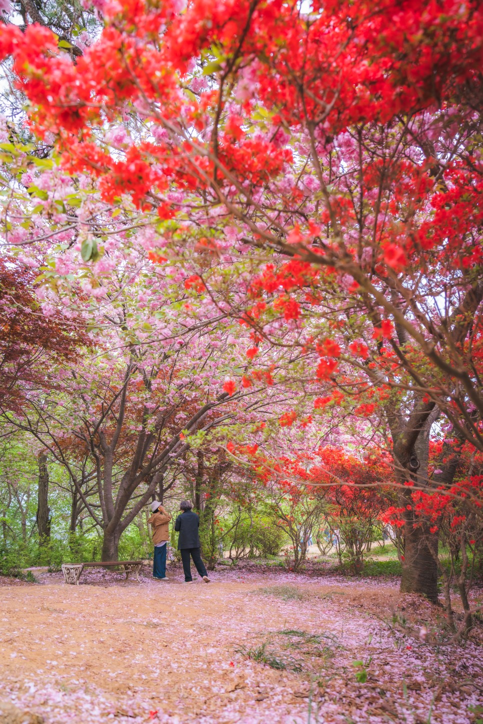 4월 국내여행지 벚꽃부터 철쭉까지 대한민국 사진 명소들