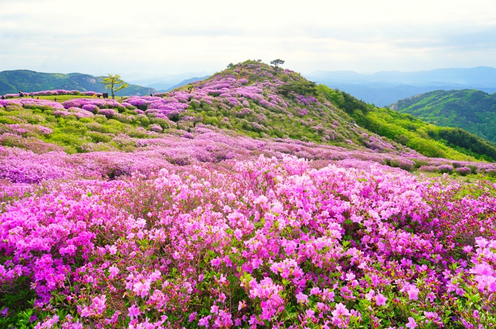 경남 가볼만한곳 합천 황매산 철쭉 축제 허굴산 천불천탑