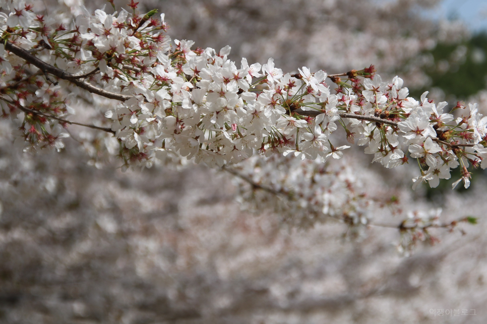 꽃 구경 봄에 가볼만한곳 울산 부산 벚꽃명소 4