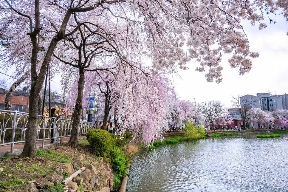 경남 창녕 수양 벚꽃 명소 만년교와 연지못 봄데이트