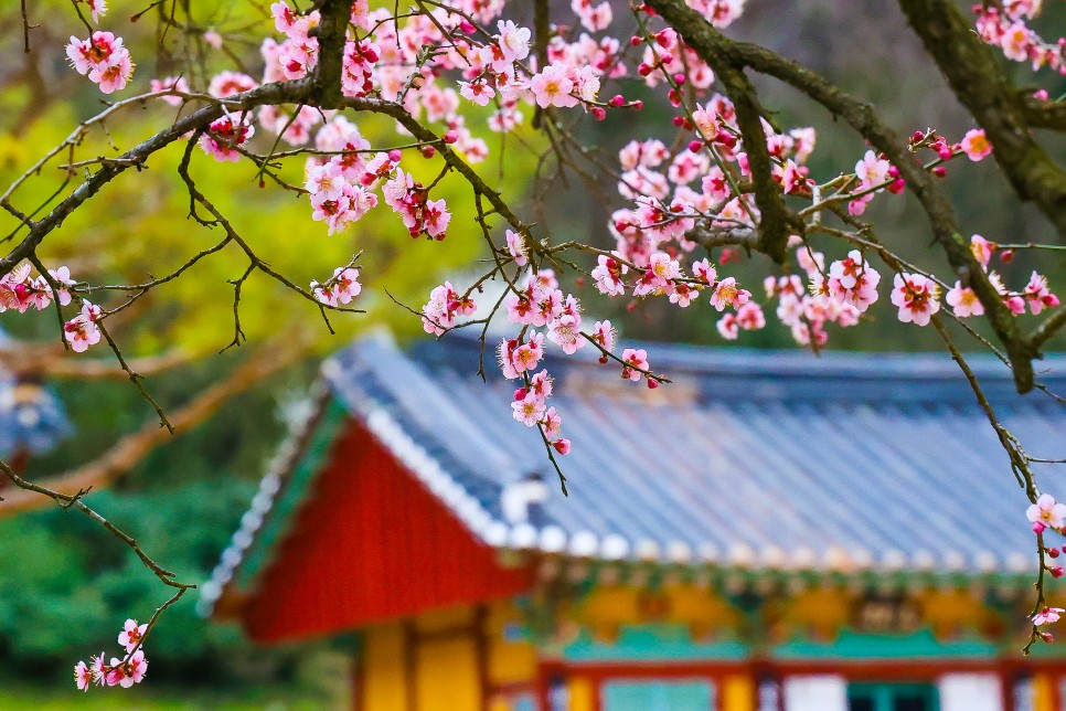봄꽃구경 장소 장성 백양사 고불매 만개 전남 여행지 추천