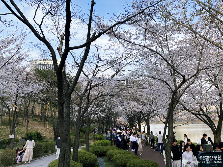 방이 먹자골목 맛집 대박쌈 잠실 석촌호수 벚꽃축제 서울 봄꽃구경