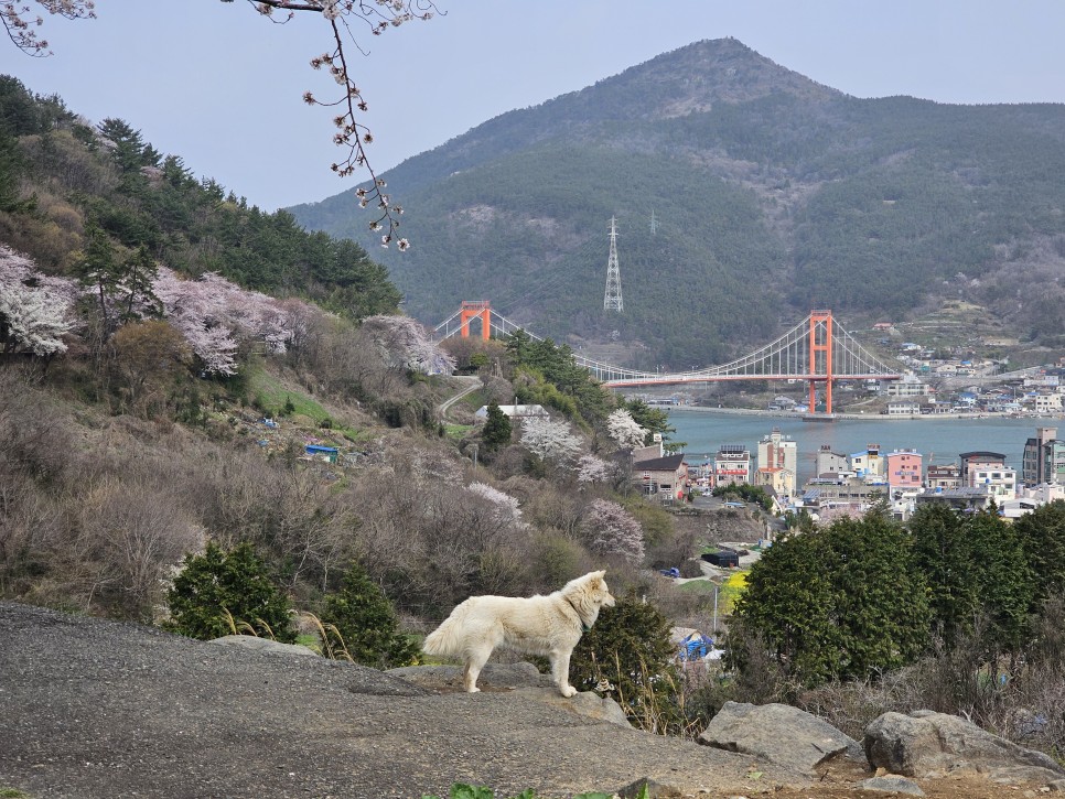 남해 벚꽃 유채꽃 명소 노량공원과 남해대교 핫플