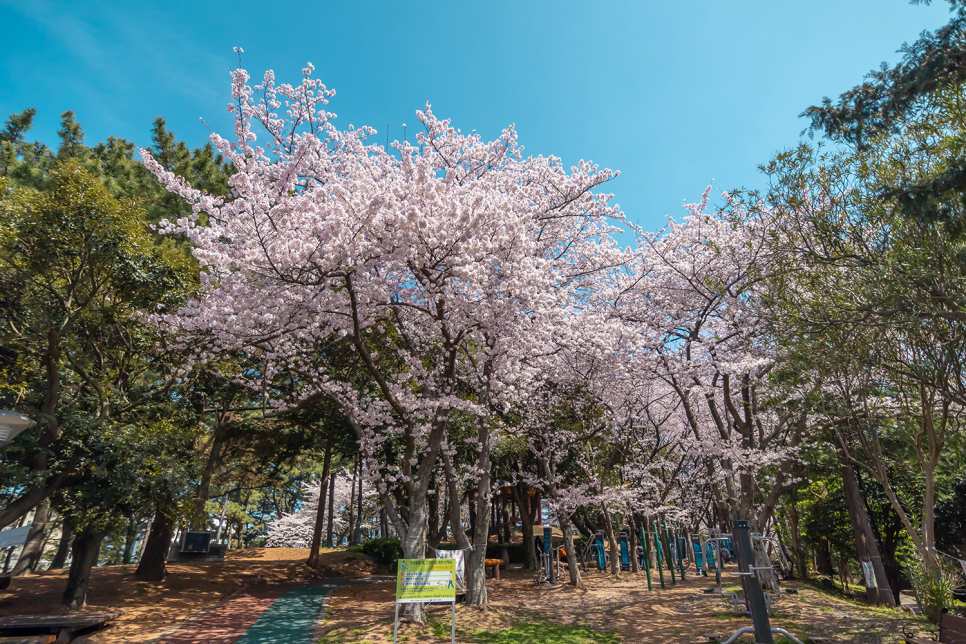 제주도 벚꽃 명소  삼무공원, 사라봉, 녹산로 유채꽃, 전농로 제주 벚꽃축제