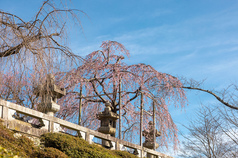 일본 오사카 교토여행 버스투어 실시간 벚꽃 날씨 아라시야마 청수사