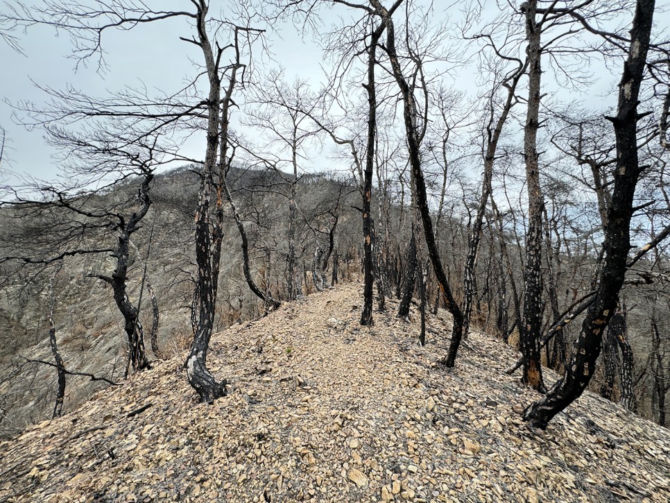 군위 옥녀봉(각시산) 등산, 안타까운 산불의 흔적