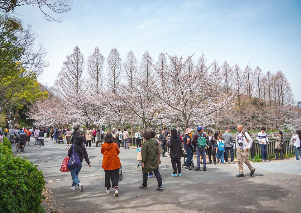 일본 오사카 교토 나라 여행 실시간 벚꽃 날씨 옷차림 와이파이도시락 인천공항 수령 후기