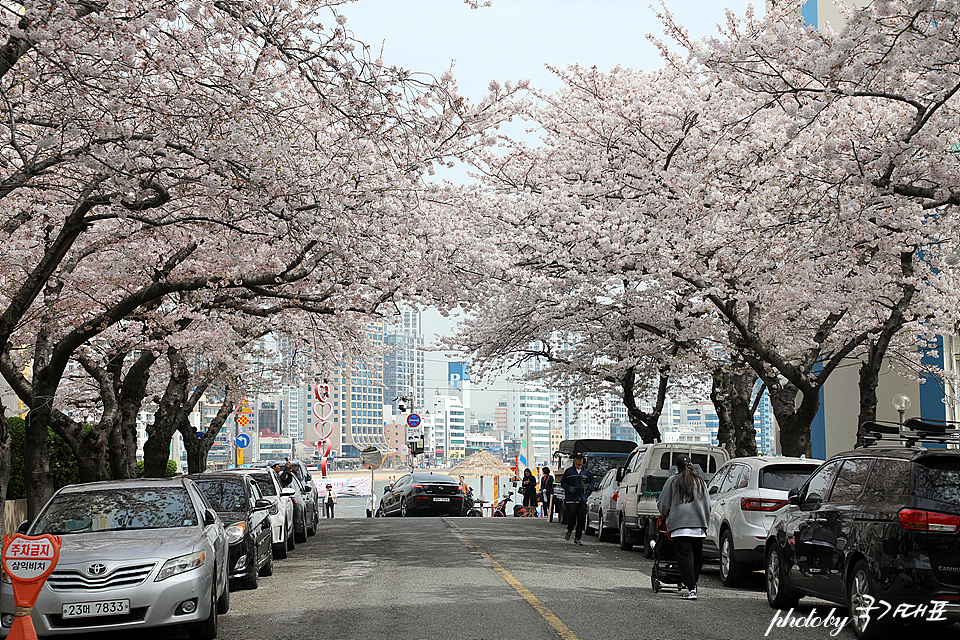 2024 부산 벚꽃 개화시기 남천동 벚꽃 삼익비치아파트
