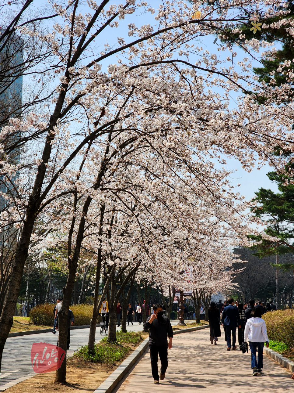 2024 영등포여의도봄꽃축제 여의도벚꽃축제 개화 시기 윤중로 현황