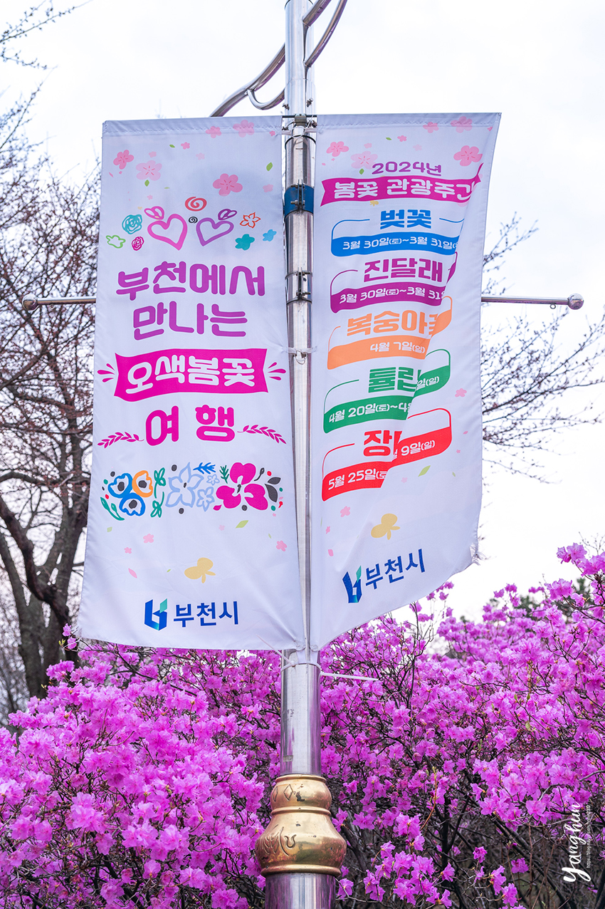 부천 가볼만한곳 봄꽃 축제 부천 원미산 진달래 축제 후기
