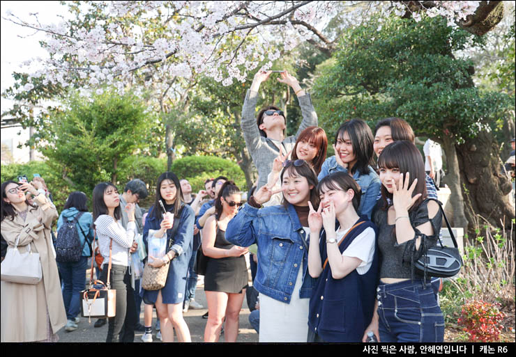 봄꽃 개화시기 3박4일 일본자유여행 일본 여행지 추천 도쿄 우에노공원 벚꽃