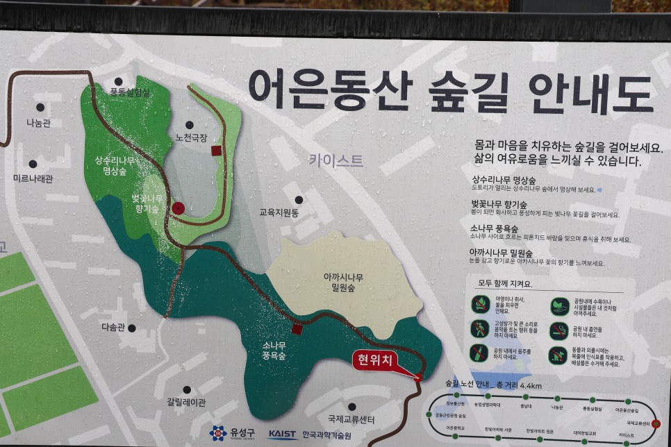 대전 벚꽃 명소 봄 대전 여행 카이스트 벚꽃 만개