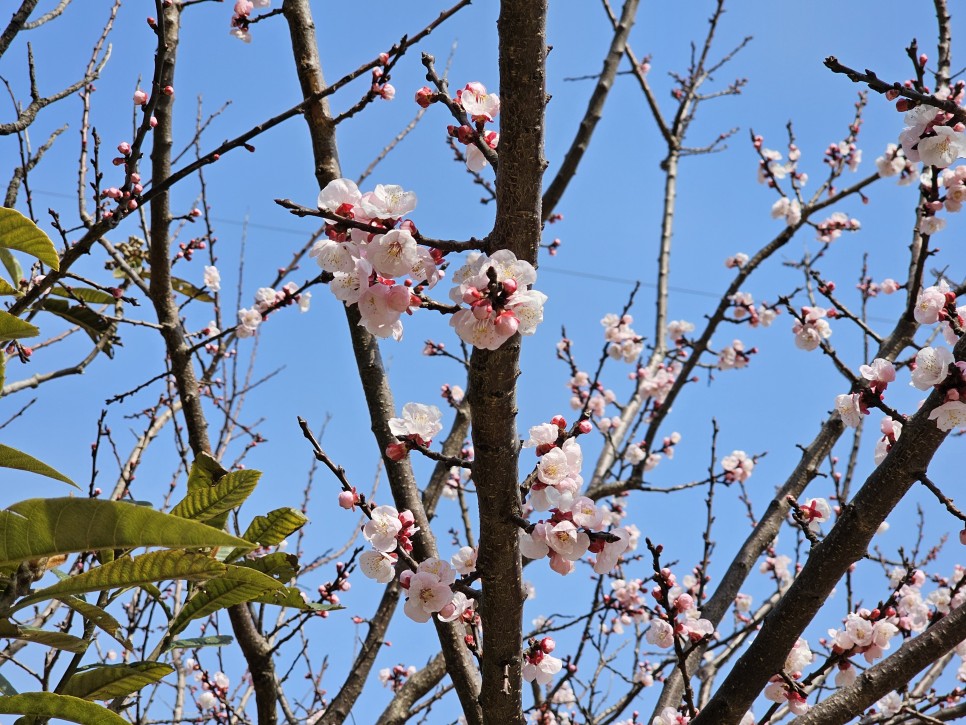 남해 가볼만한곳 다랭이마을 유채꽃 벚꽃 실시간