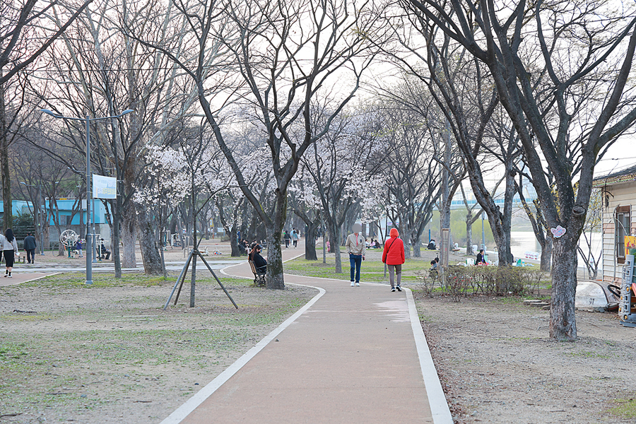 대구 벚꽃 명소 개화 시기 동촌 유원지 금호강 산책로 나들이 자전거길