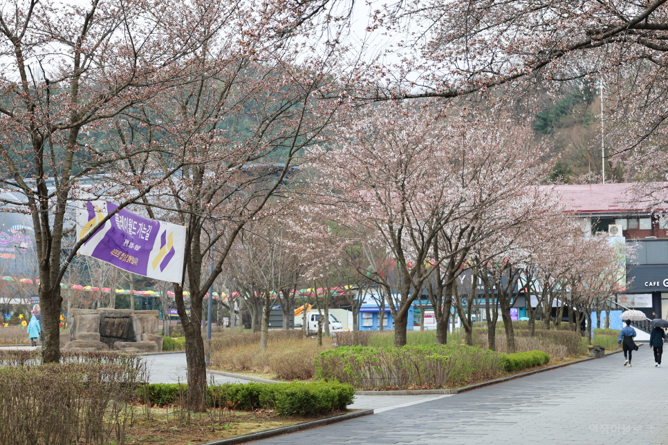 경기도 벚꽃 명소 과천 서울대공원 벚꽃축제