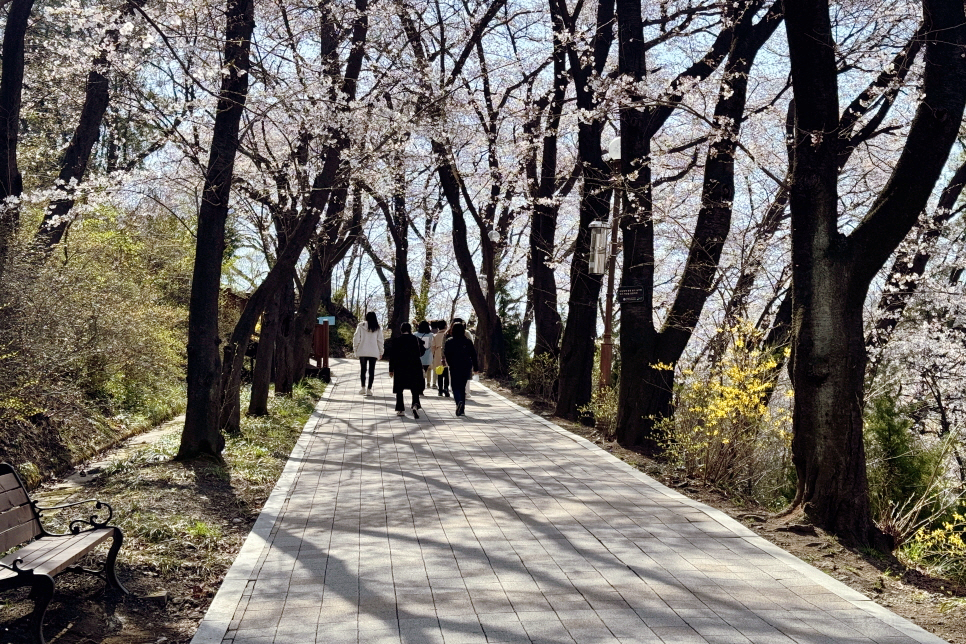 벚꽃 여행 대전 가볼만한곳 대전 벚꽃 명소 테미공원