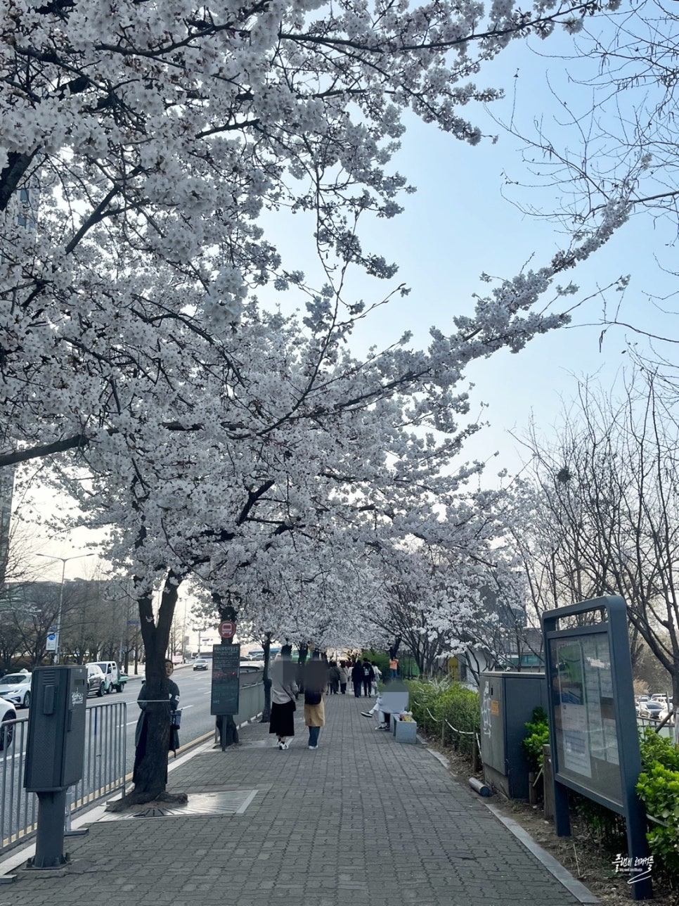 2024 여의도 벚꽃축제 윤중로 벚꽃 실시간 개화 상황서울 벚꽃 명소