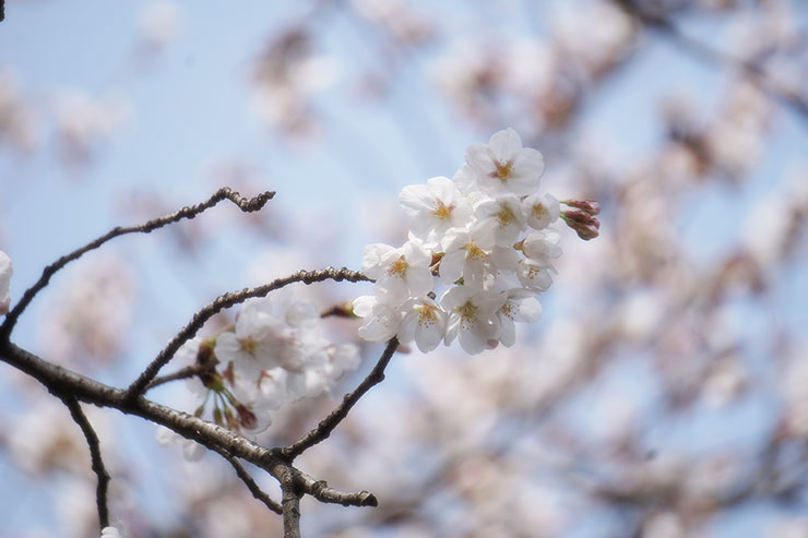 서울 벚꽃 명소 서울 봄나들이 잠실 석촌호수