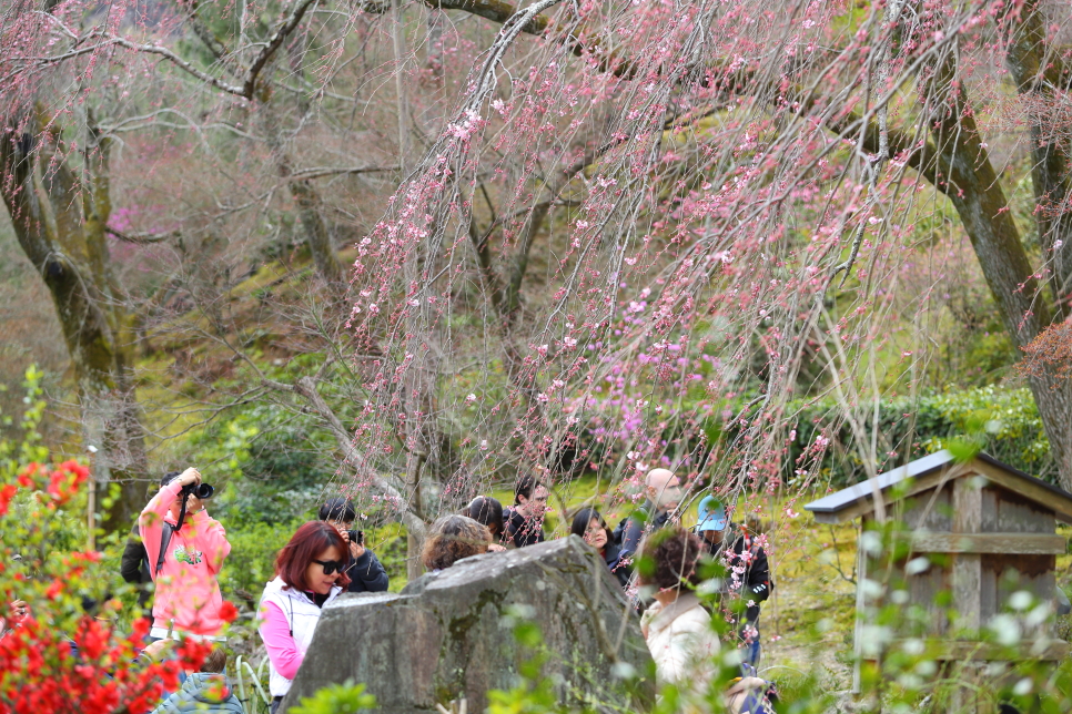 일본 교토 벚꽃 여행 실시간 교토 아라시야마 코스 동선 치쿠린 포함