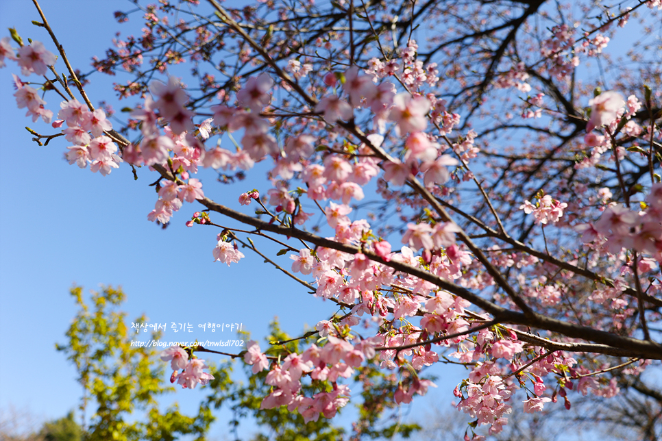 도쿄 벚꽃 신주쿠 교엔 2024년 3월말 일본 벚꽃 실시간