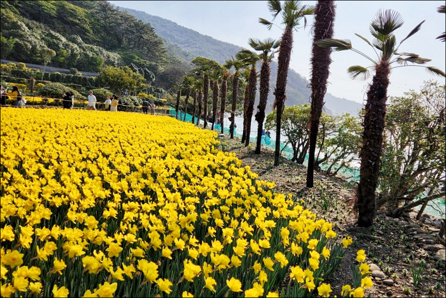 [한려해상국립공원] 동백꽃길의 지심도와 수선화 명소 공곶이