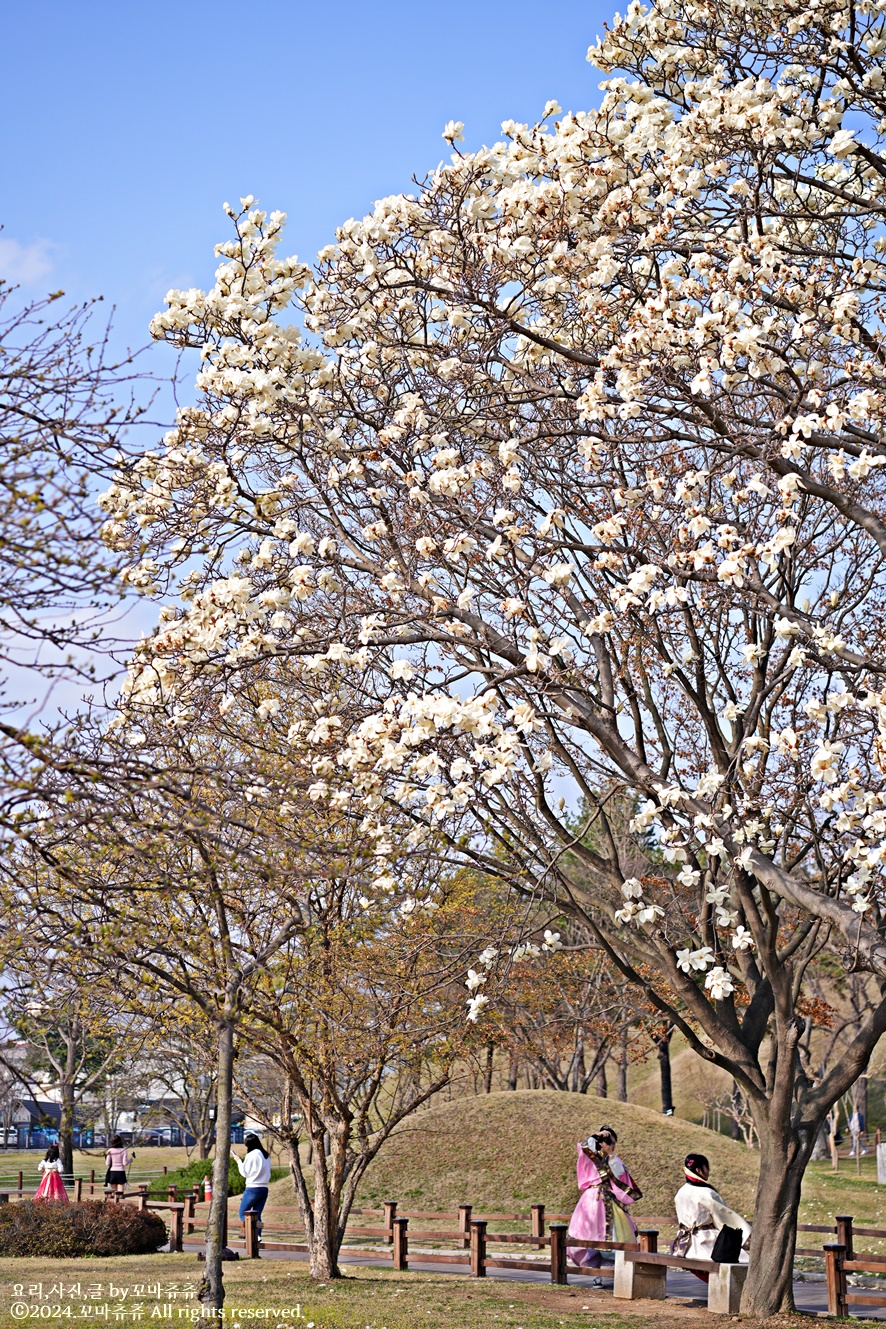 경주 벚꽃 개화시기 실시간 벚꽃축제 시작!