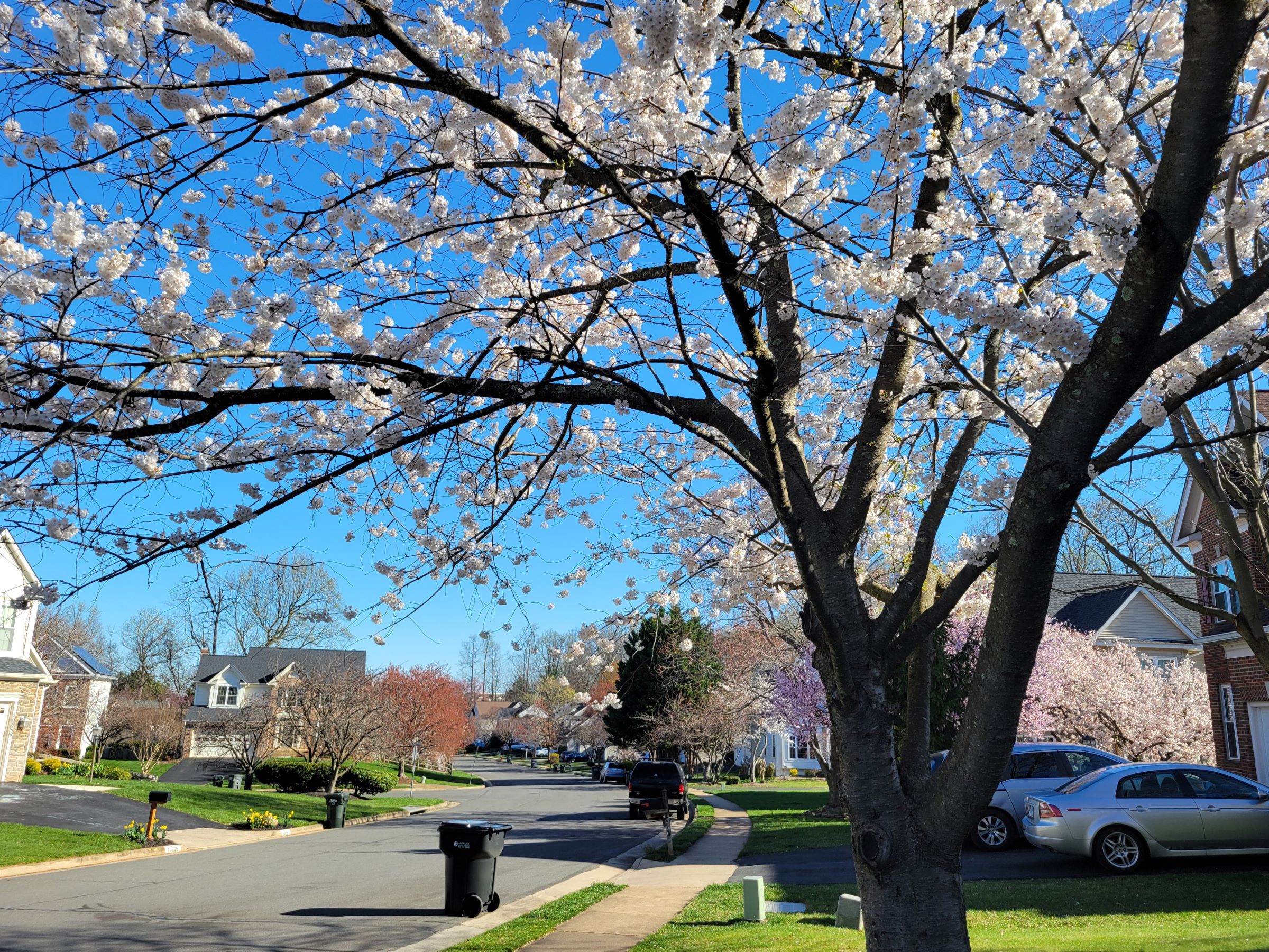 앞마당 벚나무에 활짝 폈던 벚꽃, 그리고 올해 첫 잔디깍기 후 홈데포(Home Depot)에서 흙 사서 뿌리기