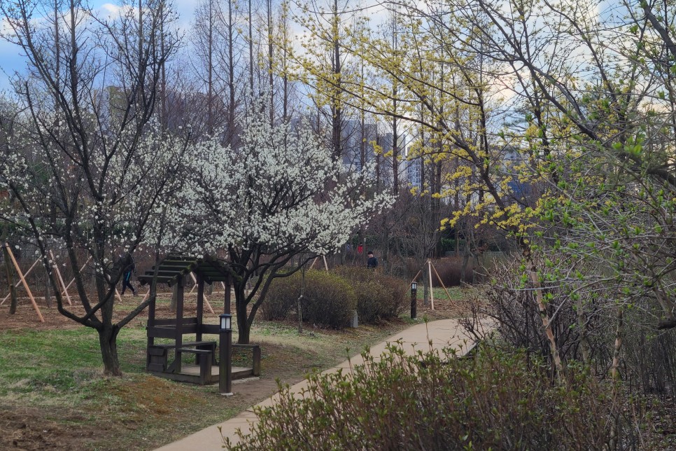 봄꽃(매화, 수선화, 산수유 등)이 가득 핀 서울 푸른수목원, 주말 나들이 갈만한곳