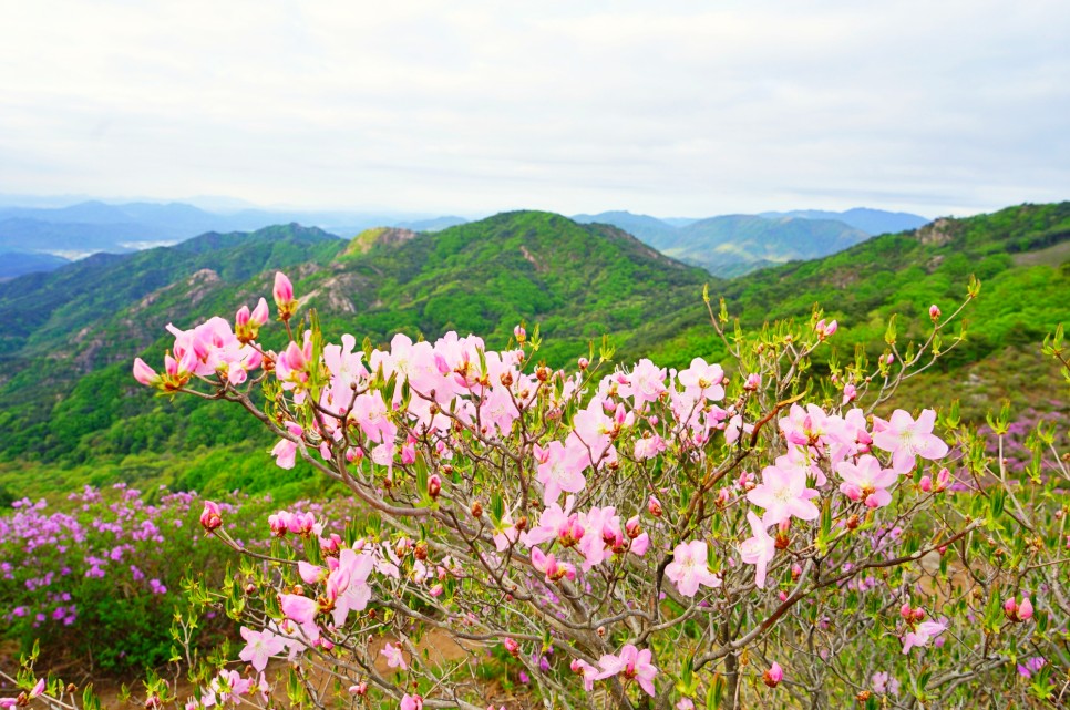 경남 가볼만한곳 합천 황매산 철쭉 축제 허굴산 천불천탑