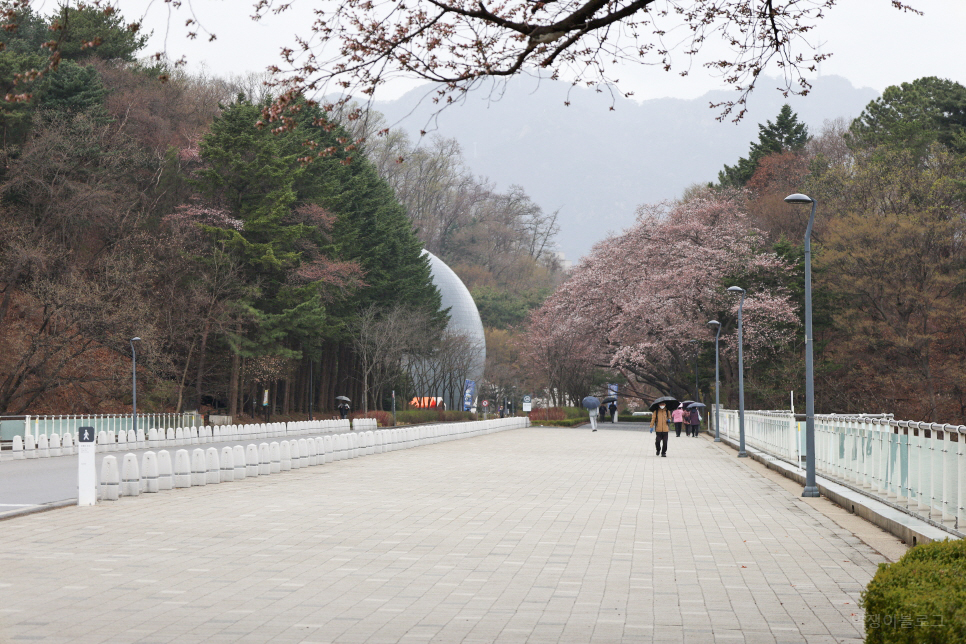 경기도 벚꽃 명소 과천 서울대공원 벚꽃축제