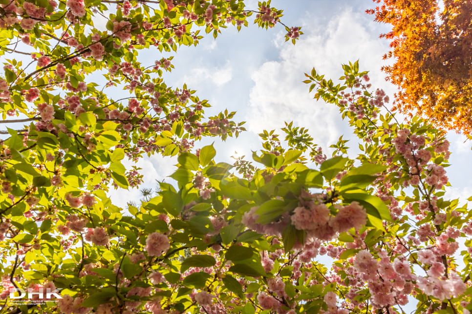 전주 가볼만한곳 벚꽃 명소 완산칠봉꽃동산 완산공원 겹벚꽃 영산홍 4월 전주여행코스