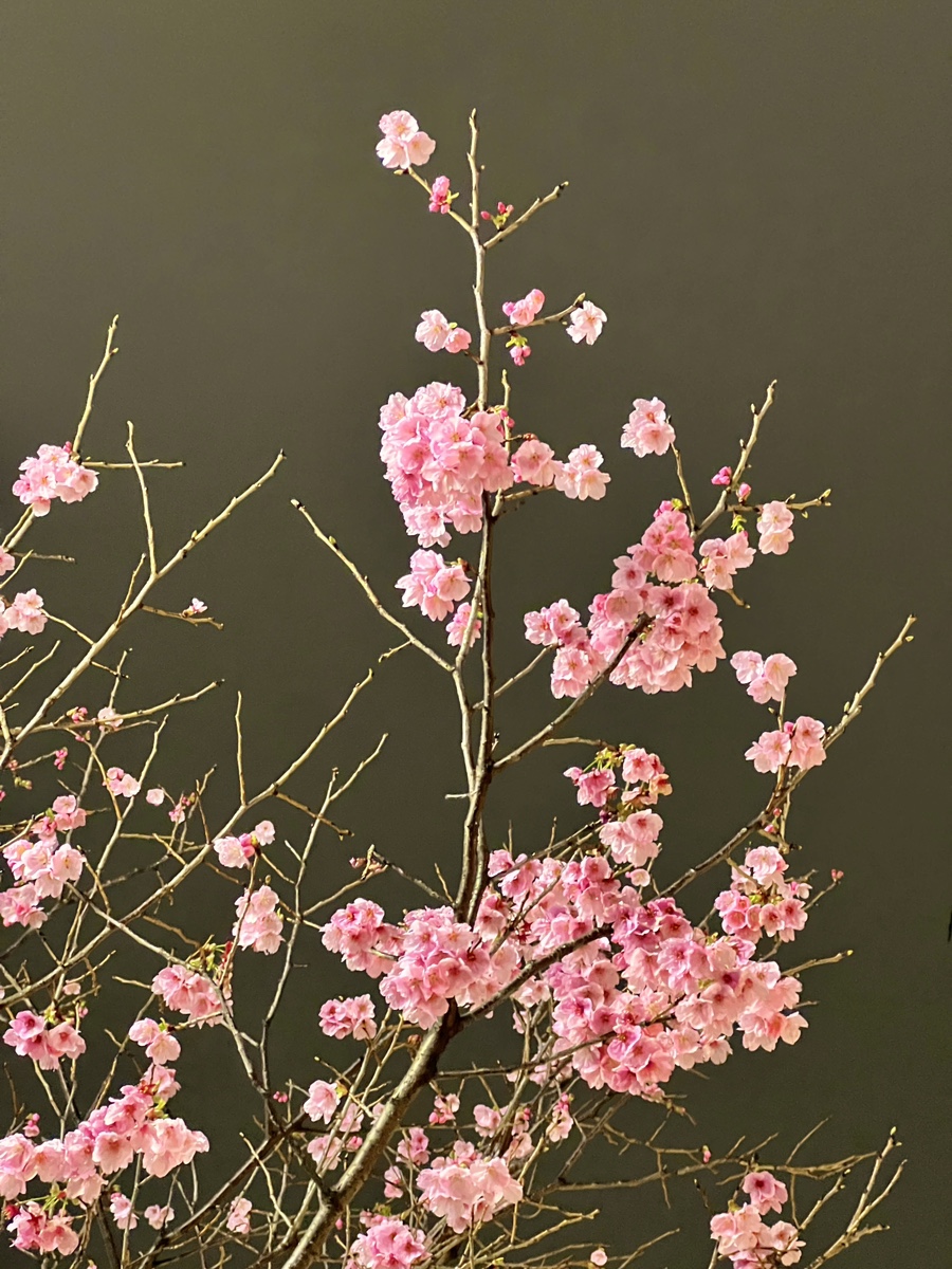 실시간  24.03.26 후쿠오카 자유여행 벚꽃 개화상태, 날씨, 마이즈루, 오호리 공원