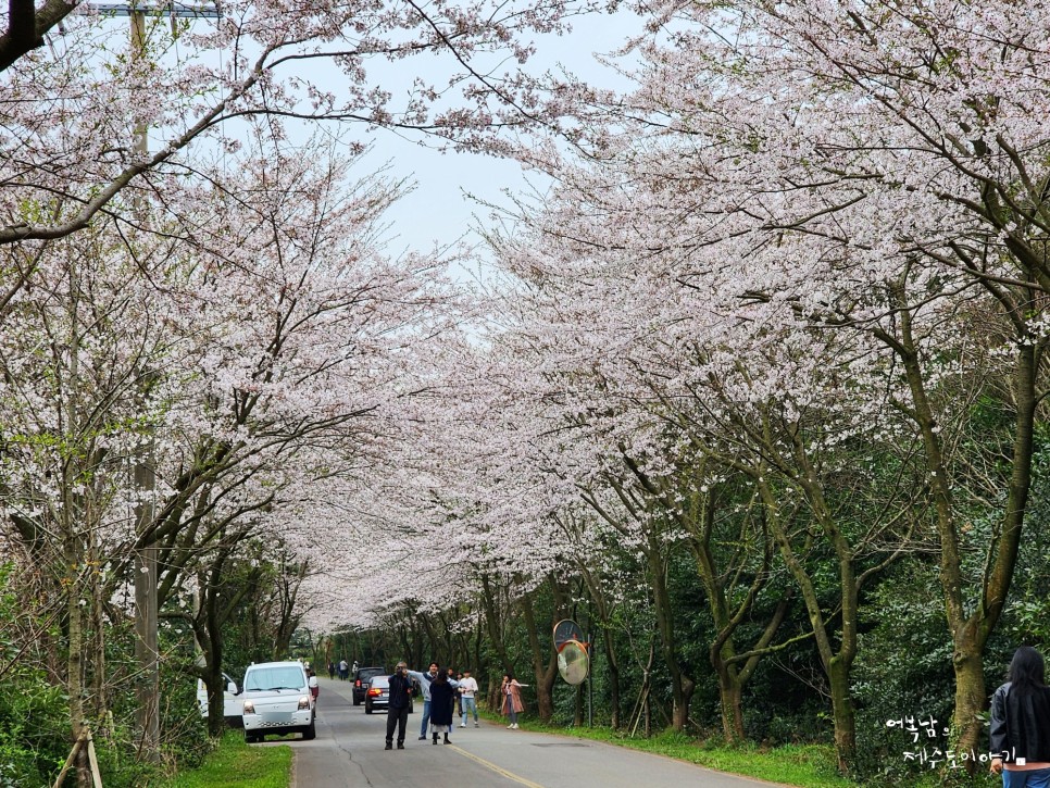 제주 성산 가볼만한곳 벚꽃터널 신풍리 벚꽃축제
