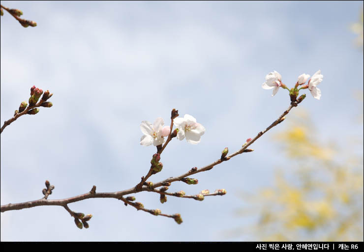 4월 해외여행지 추천 일본 봄 벚꽃 축제 일본 관광지 스미다공원 스미다강