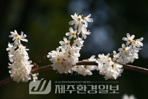 “미선나무, 제주고사리삼 등 멸종위기 희귀·특산식물, 수목원이 지킨다.”